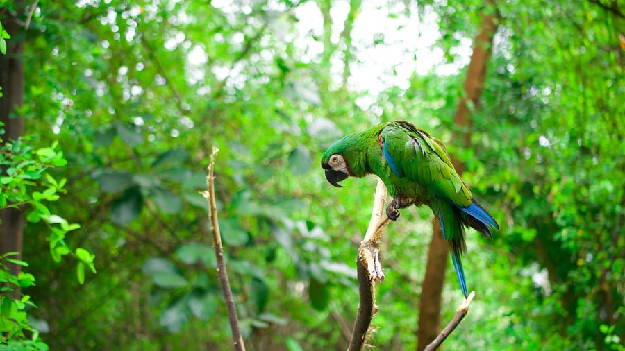 Macaw in the Amazon rainforest