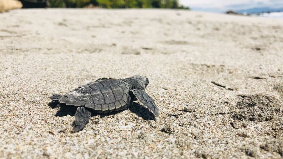 Help one of the ocean's most iconic species