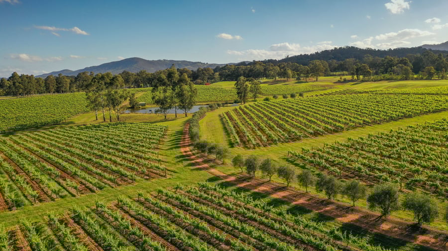 Vinmarkerne bryder landskabet i Hunter Valley