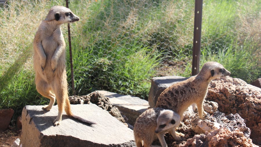 Meerkat animal volunteering in Africa