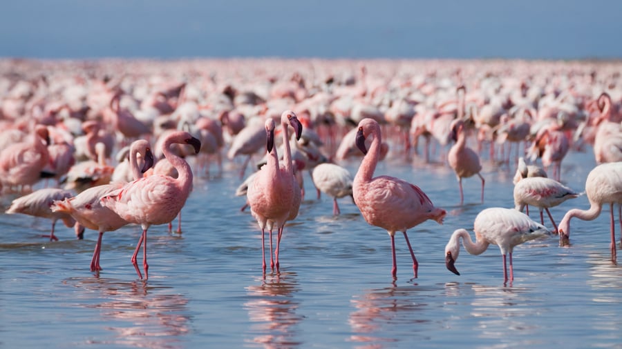 Vilde flamingoer i Kenya