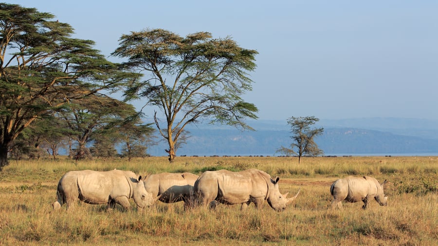 Hvide næsehorn i Lake Nakuru National Park
