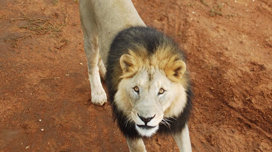 Lion