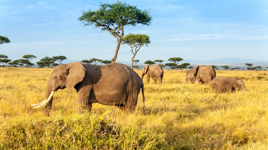 Elefanter på savannen i Masai Mara