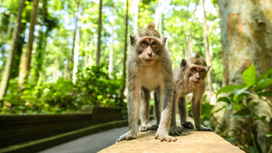 Monkey Forest i Ubud