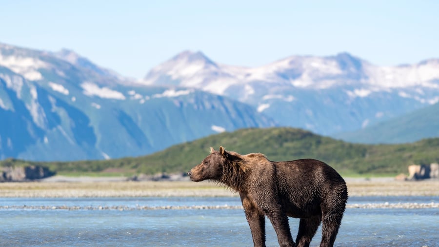 Brunbjørn i Katmai National Park, Alaska