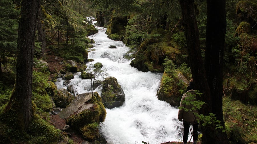 Rainforest in USA