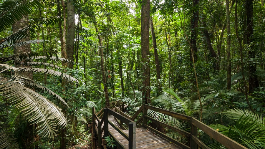 Uråldriga regnskogar i Daintree National Park