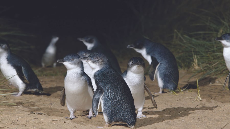 Oplev små pingviner på Otago-halvøen