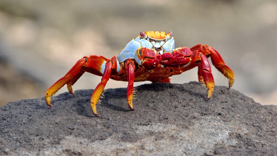 En rød klippekrabbe på lavasten på Santiago
