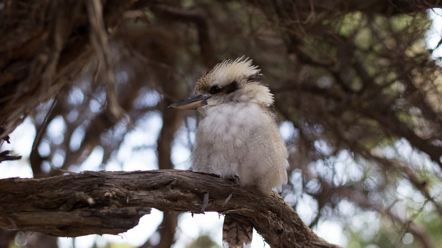 Kookaburra i trädens skugga