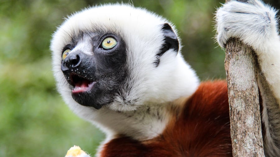 Coquerels sifaka i Andasibe Mantadia National Park
