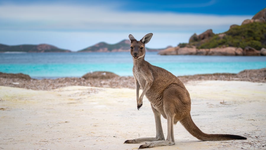 Kängurur i Australiens vilda natur