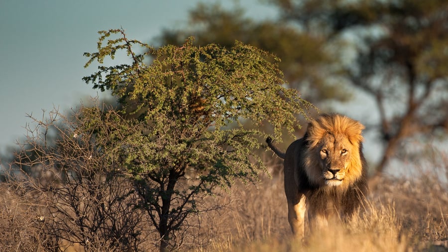 Løve, Botswana