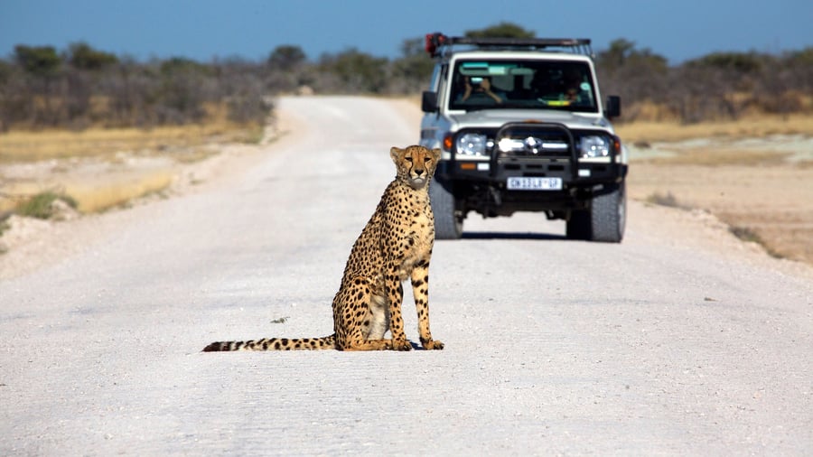 Kør selv safari i Etosha National Park