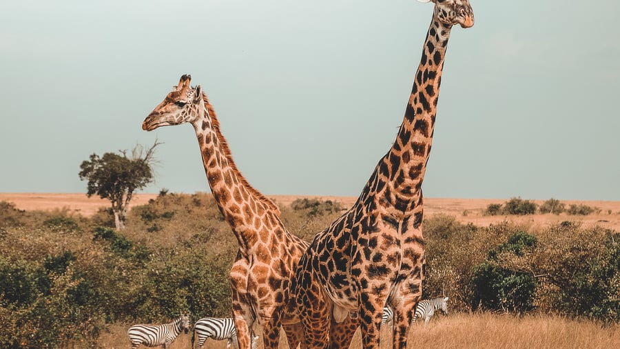 Giraffes in Kenya