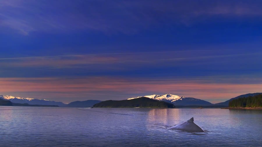 Med lite tur får du se valar i Inside Passage