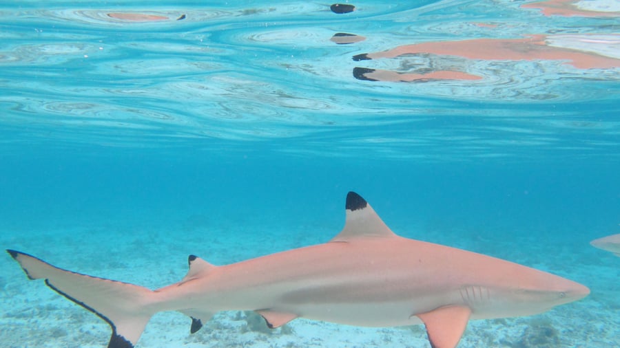 Tag på snorkling og se revhajer