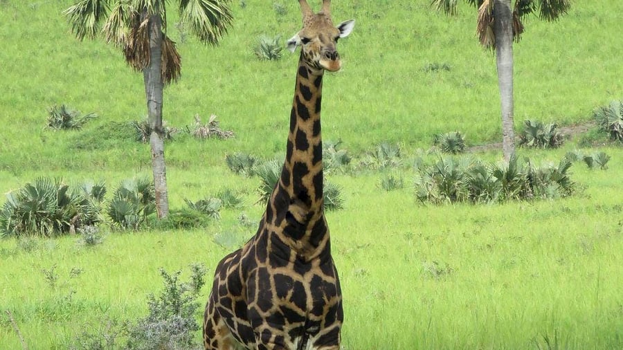 Giraffe in Uganda