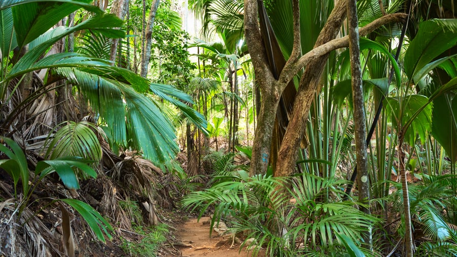 Vallée de Mai-regnskogen på Praslin