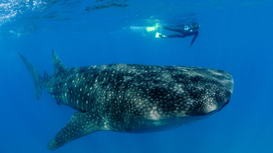 Spot whale sharks during snorkling or diving