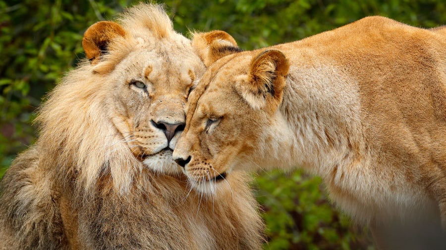 Løver i deres naturlige habitat i Tanzania