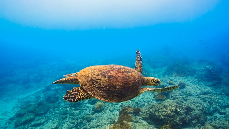 Møde med en havskildpadde under havoverfladen