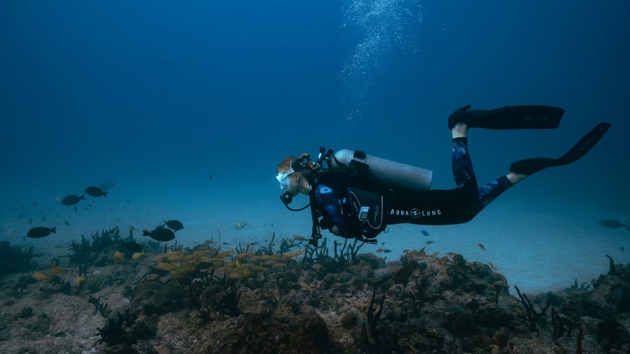 Got your PADI license? Check out the marine life