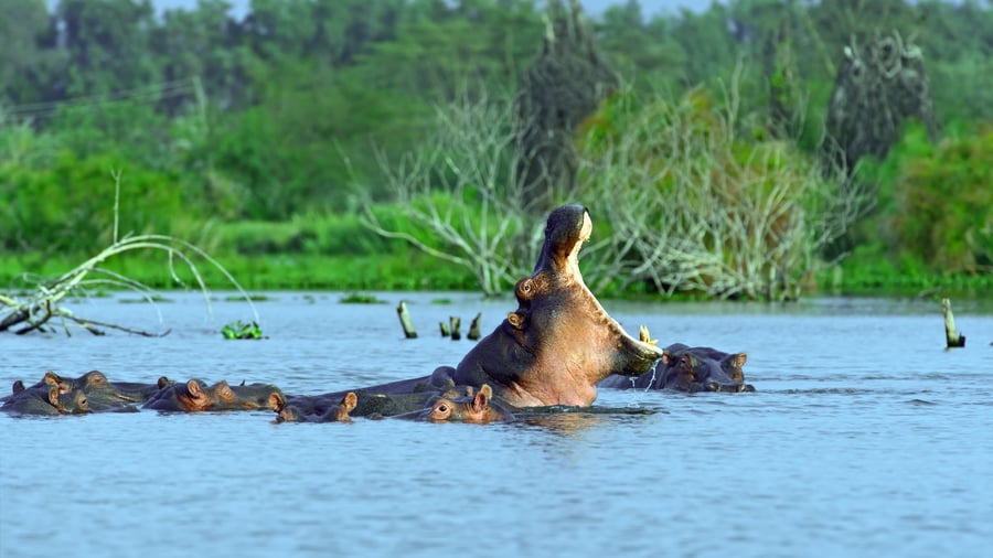 Se bl.a. flodheste på en bådtur på Lake Naivasha