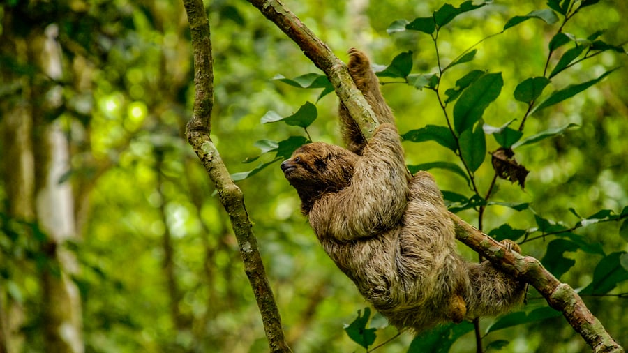 Spot sloths in Costa Rica
