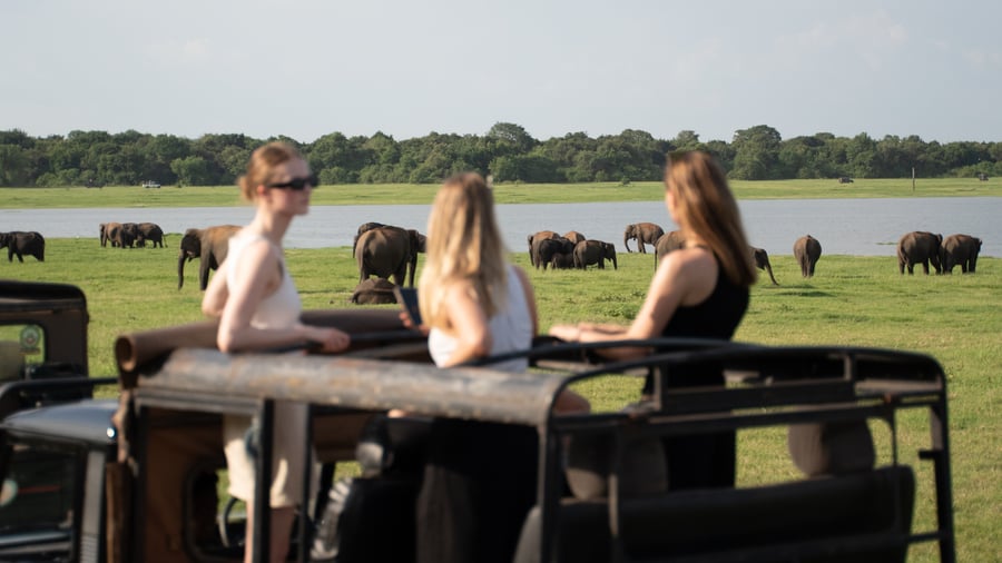 Spot wild elephants in Minneriya National Park