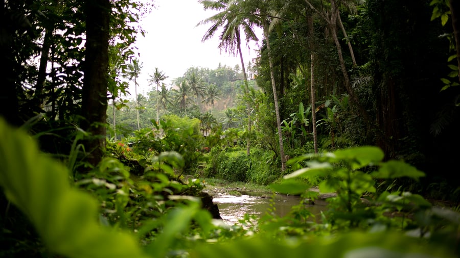 The Amazon jungle