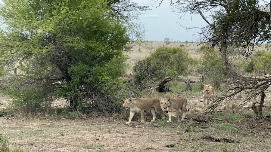 Lions in the African bush