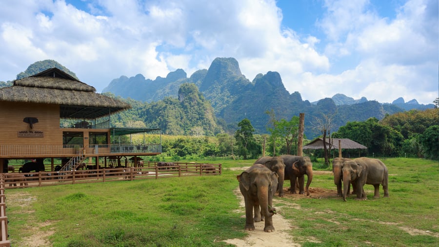 Elefanterna kommer nära resorten Elephant Hills