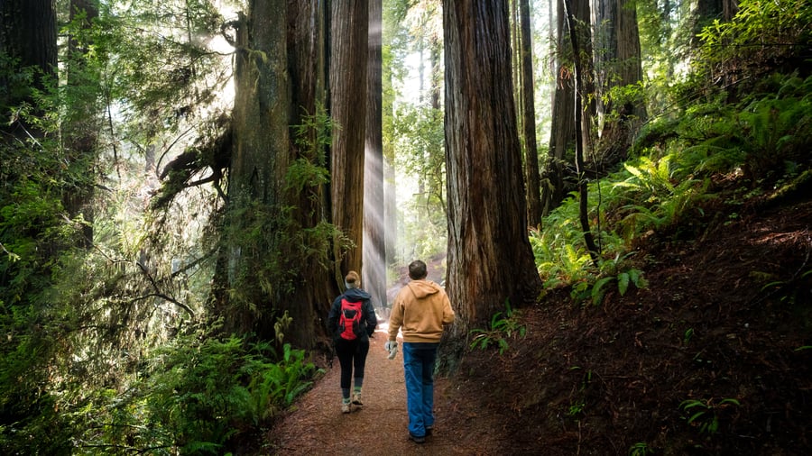 Gå mellom Redwoods, verdens største trær