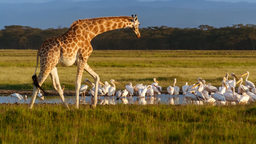 Se bl.a. giraffer og pelikaner ved Lake Nakuru