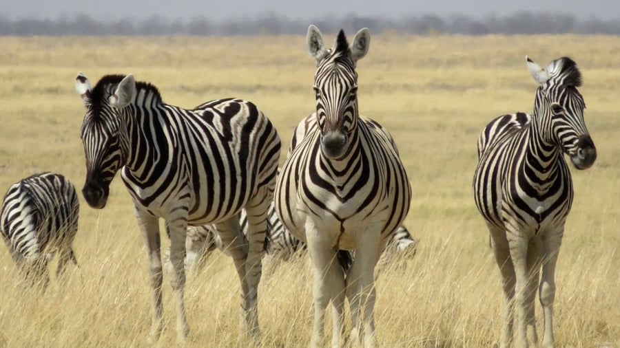 Zebraer i Etosha Nationalpark