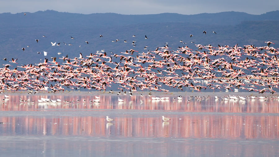 Flamingos vid Lake Manyara