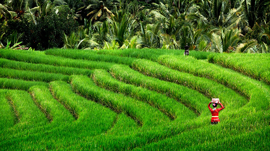 Rismarkerna vid Ubud på Bali