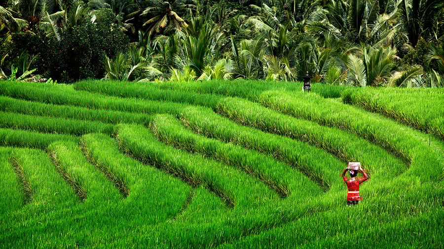 Rismarkene ved Ubud på Bali