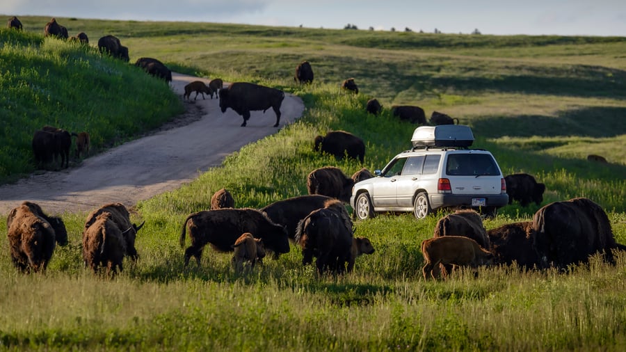 Custer State Park i South Dakota