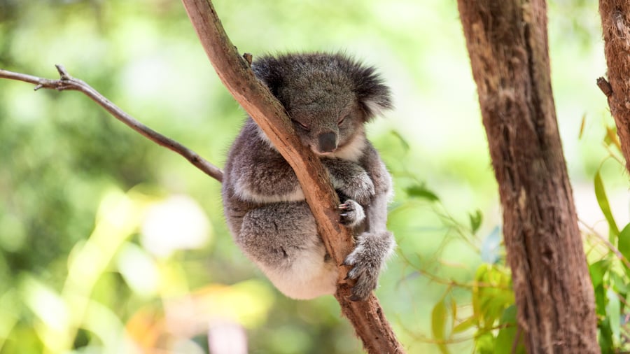 Koala bland eukalyptusträden