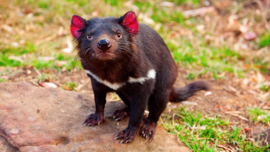 Den tasmanske djævel hører til her