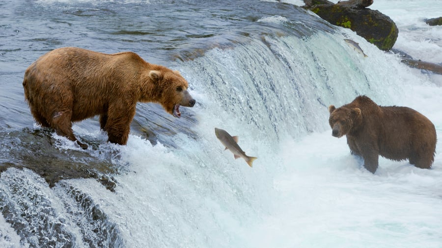 Brooks Falls, Katmai National Park, Alaska, USA