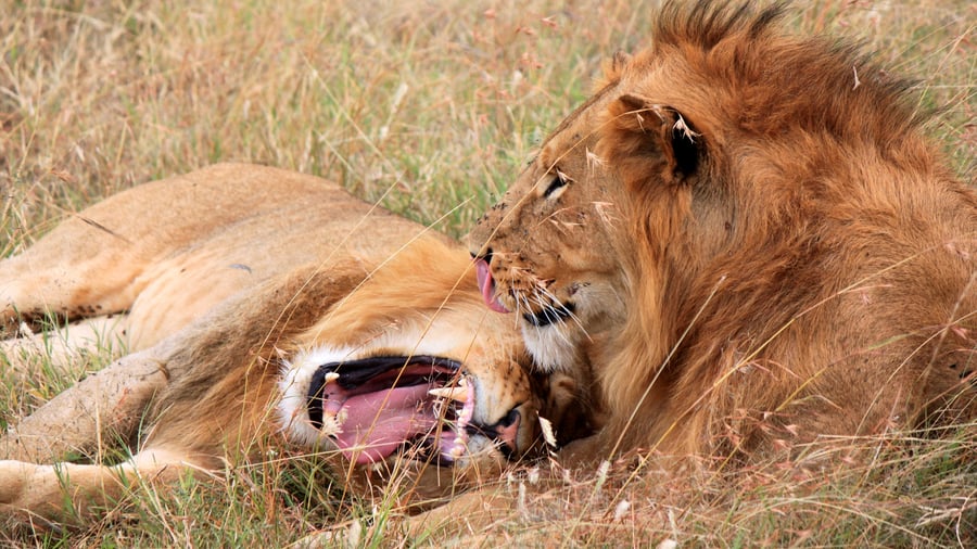 Game drive i Mara Naboisho Conservancy