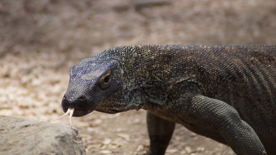 Komodo dragon on Komodo