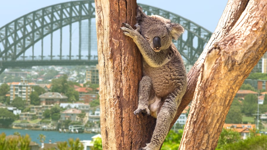 Koala nær Sydney Harbour