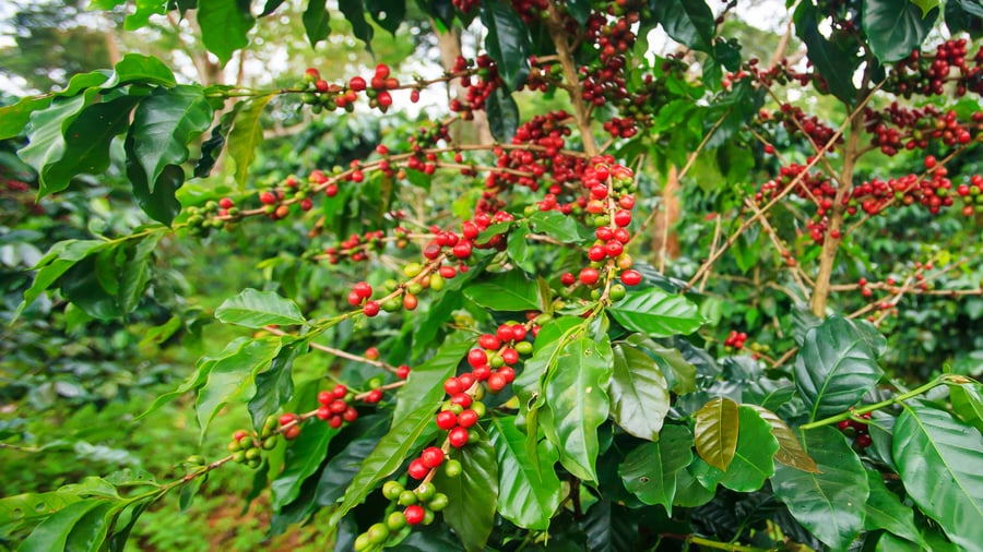 Lokale kaffebønner i Bolaven Plateau