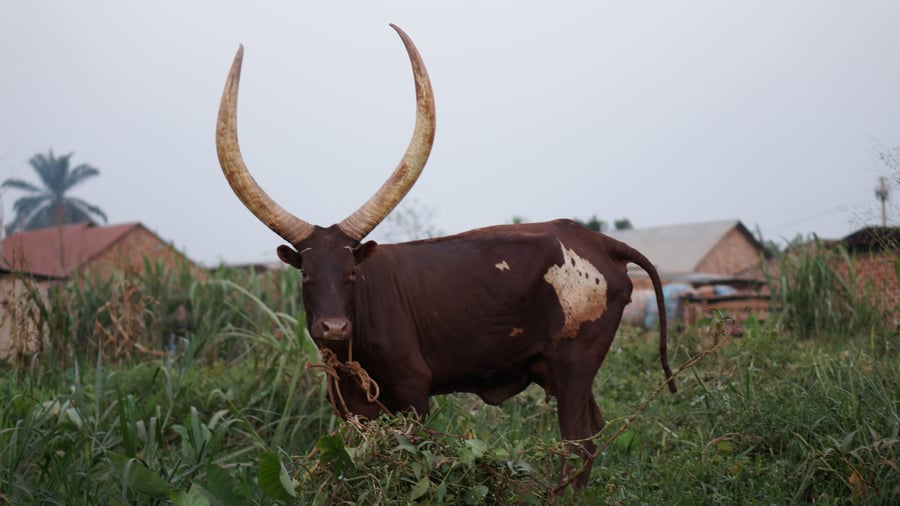 Wildlife in Uganda