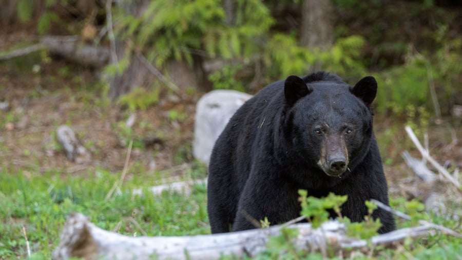 Sortbjørn i Wells Gray Provincial Park, Canada